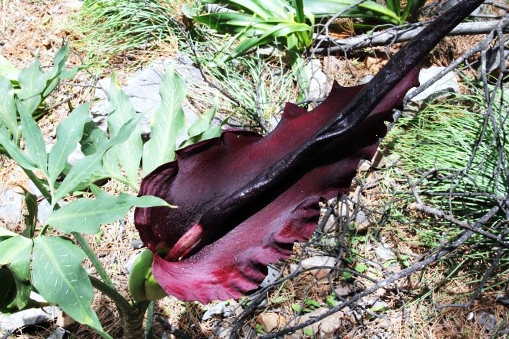 5. Dracunculus Vulgaris